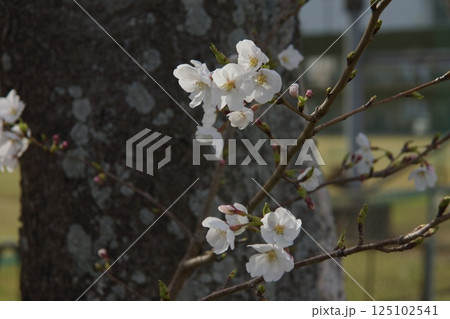 倉敷川　河津桜の春　ソメイヨシノの開花 125102541