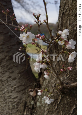 倉敷川　河津桜の春　ソメイヨシノの開花 125102543