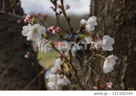 倉敷川 河津桜の春 ソメイヨシノの開花 倉敷川 河津桜の春 ソメイヨシノの開花 125102544