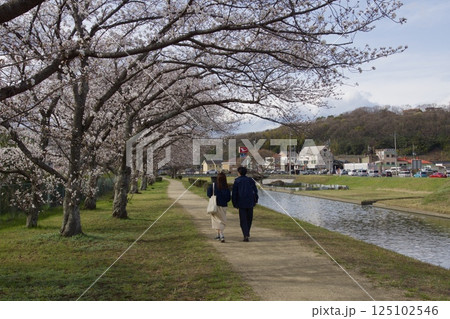 倉敷川　河津桜の春　ソメイヨシノの開花 125102546