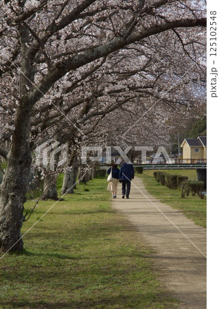 倉敷川 河津桜の春 ソメイヨシノの開花 倉敷川 河津桜の春 ソメイヨシノの開花 125102548