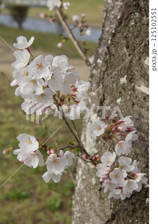 倉敷川　河津桜の春　ソメイヨシノの開花 125102551