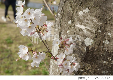 倉敷川 河津桜の春 ソメイヨシノの開花 倉敷川 河津桜の春 ソメイヨシノの開花 125102552
