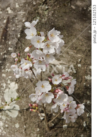 倉敷川　河津桜の春　ソメイヨシノの開花 125102553