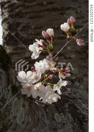 倉敷川　河津桜の春　ソメイヨシノの開花 125102554