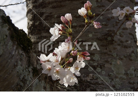 倉敷川　河津桜の春　ソメイヨシノの開花 125102555