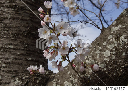 倉敷川 河津桜の春 ソメイヨシノの開花 倉敷川 河津桜の春 ソメイヨシノの開花 125102557