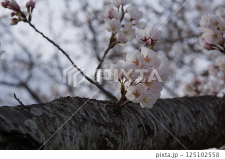 倉敷川　河津桜の春　ソメイヨシノの開花 125102558