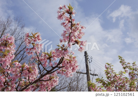 倉敷川 河津桜の春 ソメイヨシノの開花 倉敷川 河津桜の春 ソメイヨシノの開花 125102561