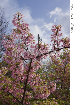 倉敷川　河津桜の春　ソメイヨシノの開花 125102562
