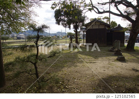 倉敷川 河津桜の春 ソメイヨシノの開花 倉敷川 河津桜の春 ソメイヨシノの開花 125102565