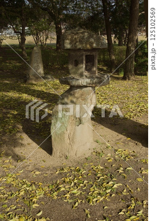 倉敷川 河津桜の春 ソメイヨシノの開花 倉敷川 河津桜の春 ソメイヨシノの開花 125102569