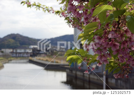 倉敷川 河津桜の春 ソメイヨシノの開花 倉敷川 河津桜の春 ソメイヨシノの開花 125102573