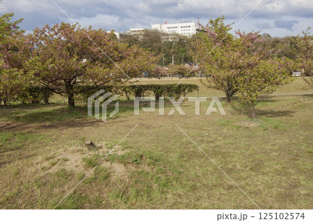 倉敷川 河津桜の春 ソメイヨシノの開花 倉敷川 河津桜の春 ソメイヨシノの開花 125102574