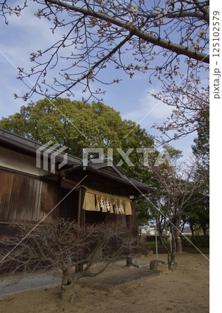 倉敷川　河津桜の春　ソメイヨシノの開花 125102579