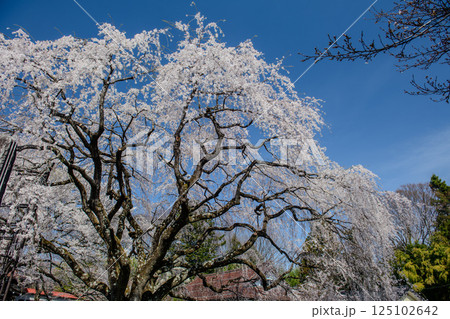 身延山のしだれ桜の子桜を実相寺の境内で眺める（山梨県） 125102642