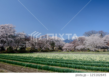 山高神代桜と甲斐駒ヶ岳(山梨県) 山高神代桜と甲斐駒ヶ岳(山梨県) 125102645