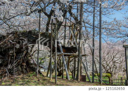 山高神代桜（山梨県） 125102650