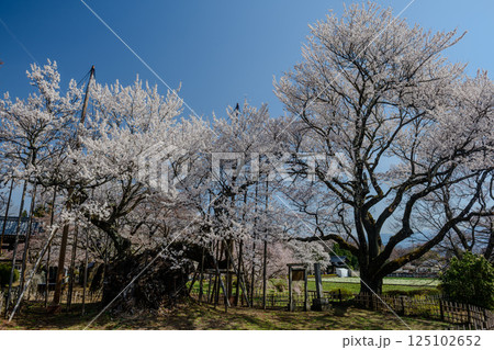 山高神代桜（山梨県） 125102652
