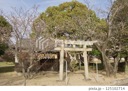 倉敷川　河津桜の春　ソメイヨシノの開花 125102714