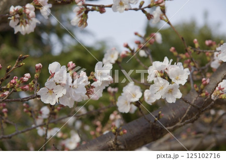 倉敷川 河津桜の春 ソメイヨシノの開花 倉敷川 河津桜の春 ソメイヨシノの開花 125102716
