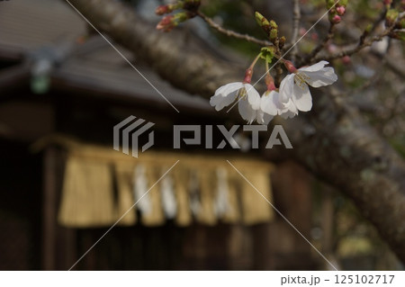 倉敷川　河津桜の春　ソメイヨシノの開花 125102717