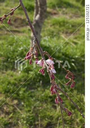 倉敷川　河津桜の春　ソメイヨシノの開花 125102721