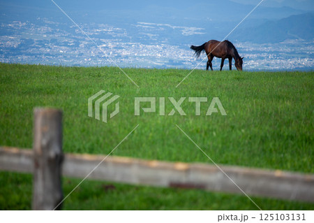 緑の牧場で悠然と草を食む馬 125103131