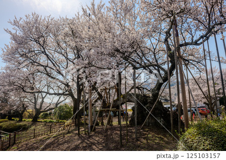 山高神代桜（山梨県） 125103157