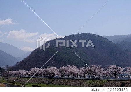 信州　松本の桜の名所　薄川堤防の桜並木　戦国の山城　林城跡　薄川（一級河川） 125103183