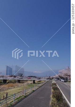 信州 松本の桜の名所 薄川堤防の桜並木 アルプスの雪山 薄川(一級河川) 信州 松本の桜の名所 薄川堤防の桜並木 アルプスの雪山 薄川(一級河川) 125103457