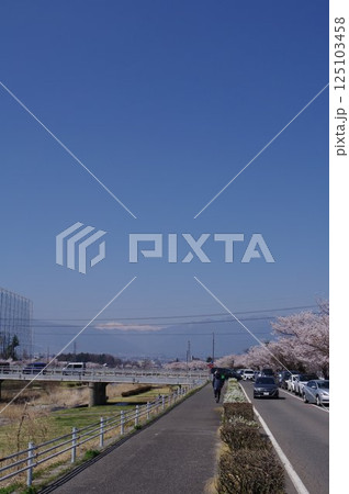 信州　松本の桜の名所　薄川堤防の桜並木　アルプスの雪山　薄川（一級河川） 125103458