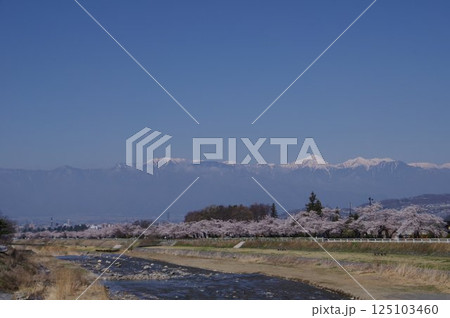 信州　松本の桜の名所　薄川堤防の桜並木　アルプスの雪山　薄川（一級河川） 125103460