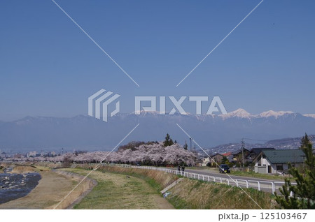信州 松本の桜の名所 薄川堤防の桜並木 アルプスの雪山 薄川(一級河川) 信州 松本の桜の名所 薄川堤防の桜並木 アルプスの雪山 薄川(一級河川) 125103467
