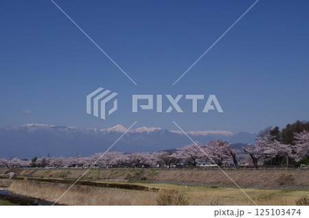 信州　松本の桜の名所　薄川堤防の桜並木　アルプスの雪山　薄川（一級河川） 125103474