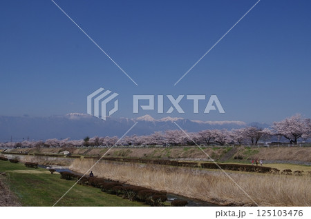 信州 松本の桜の名所 薄川堤防の桜並木 アルプスの雪山 薄川(一級河川) 信州 松本の桜の名所 薄川堤防の桜並木 アルプスの雪山 薄川(一級河川) 125103476