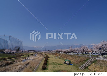 信州　松本の桜の名所　薄川堤防の桜並木　アルプスの雪山　薄川（一級河川） 125103486