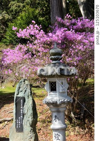 神社の境内に咲くツツジ 125103670