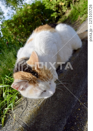 見つめる猫 125103726