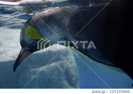 水中を泳ぐペンギン 水中を泳ぐペンギン 125103860