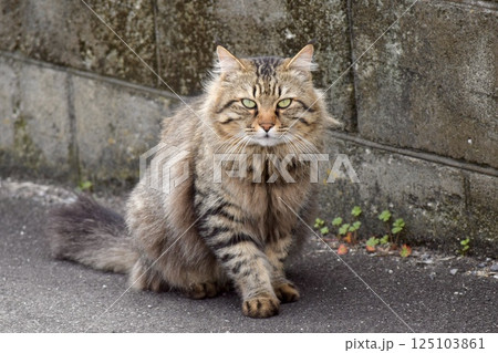 見つめる猫 125103861