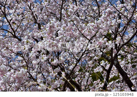 満開になった横輪桜 満開になった横輪桜 125103948