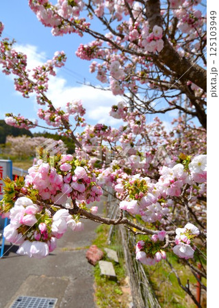 満開の伊勢横輪桜 125103949