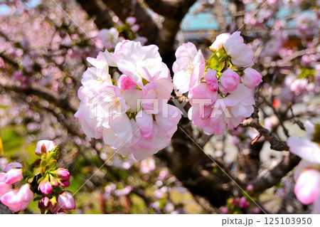 花びらが大きい横輪桜 125103950