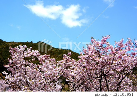 青空と満開の横輪桜 125103951