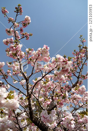 青空に映える満開の横輪桜 125103953