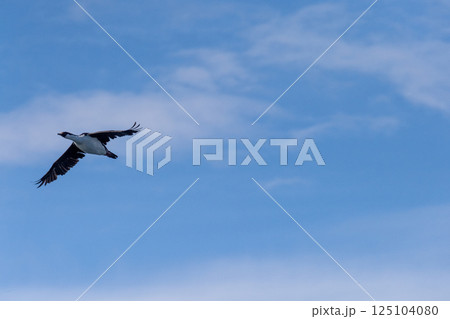 Close-up of a flying Antarctic Shag 125104080