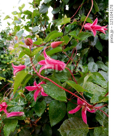 赤いクレマチス 125104178