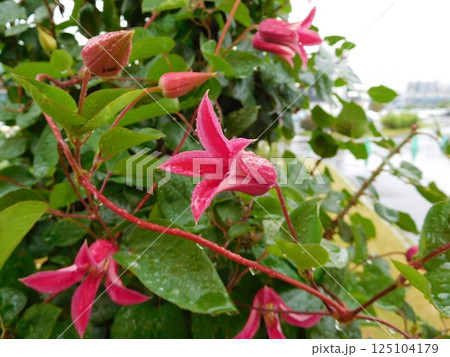 赤いクレマチス 125104179