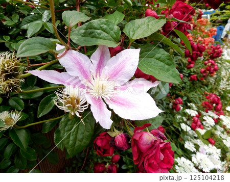 クレマチスとバラ 山下公園 未来のバラ園 クレマチスとバラ 山下公園 未来のバラ園 125104218